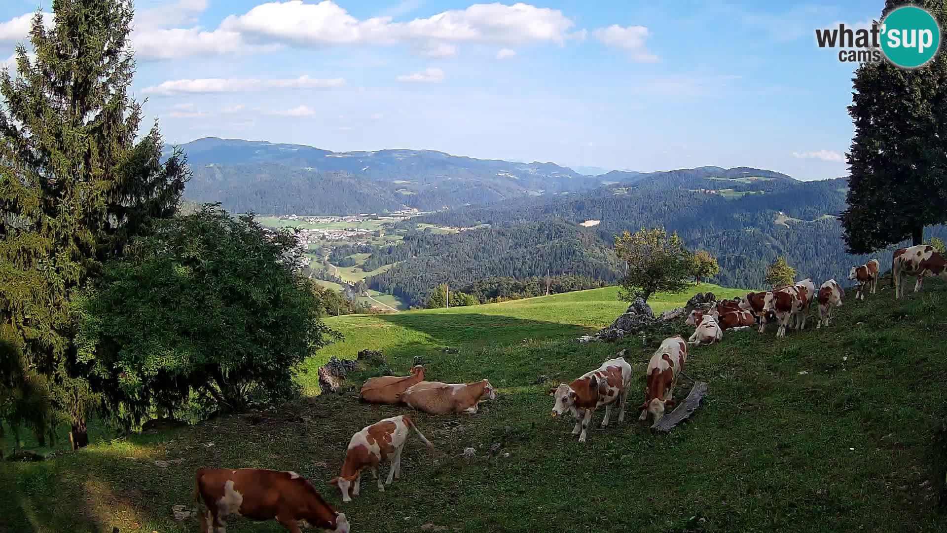 Slajka camera en vivo | Gorenja Vas | Eslovenia
