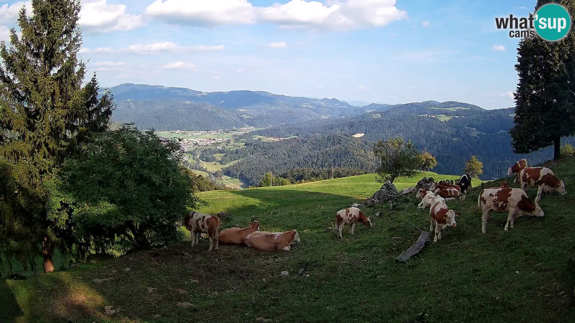Slajka camera en vivo | Gorenja Vas | Eslovenia