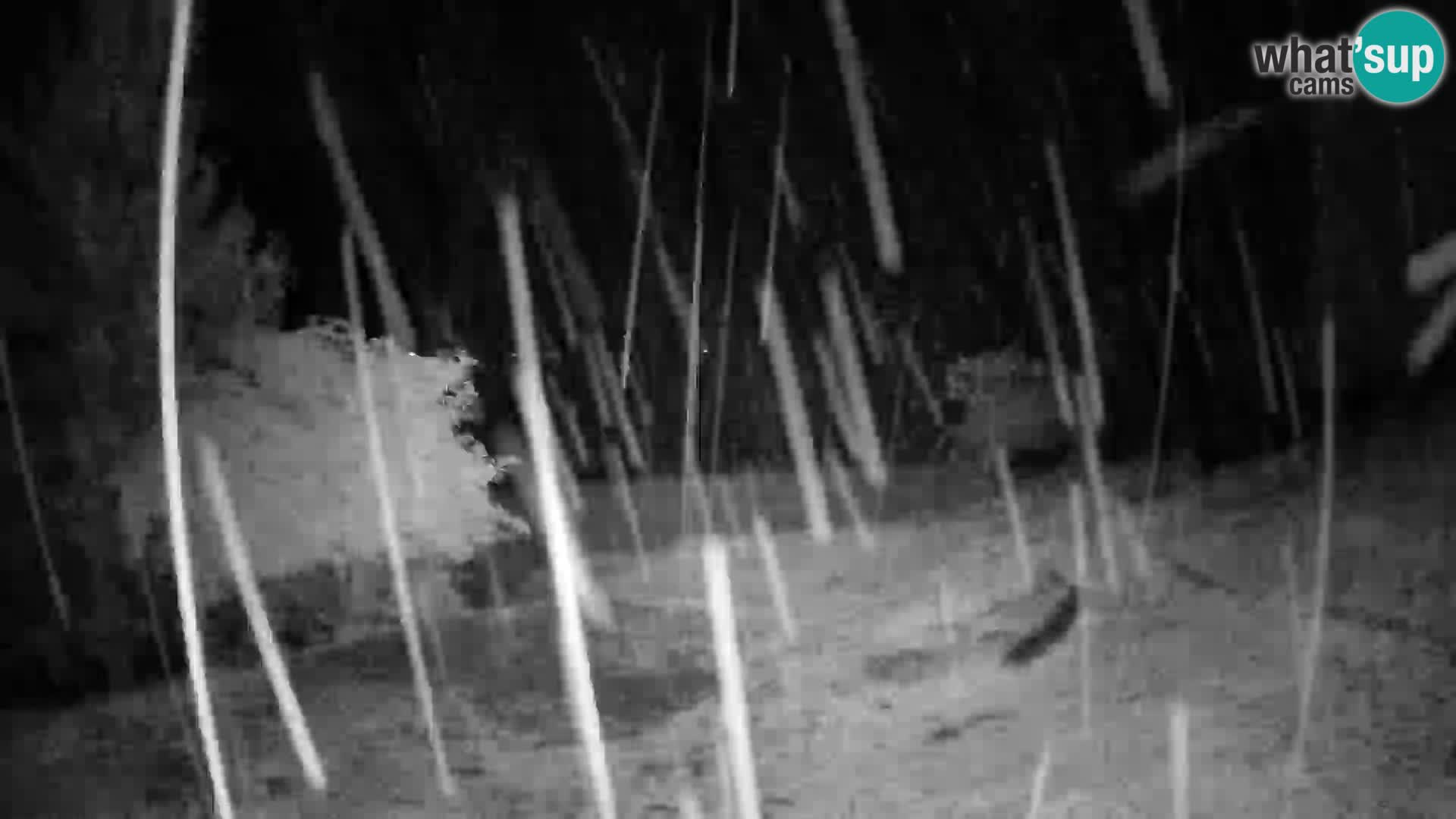 Slajka livecam | Gorenja Vas | Slovénie