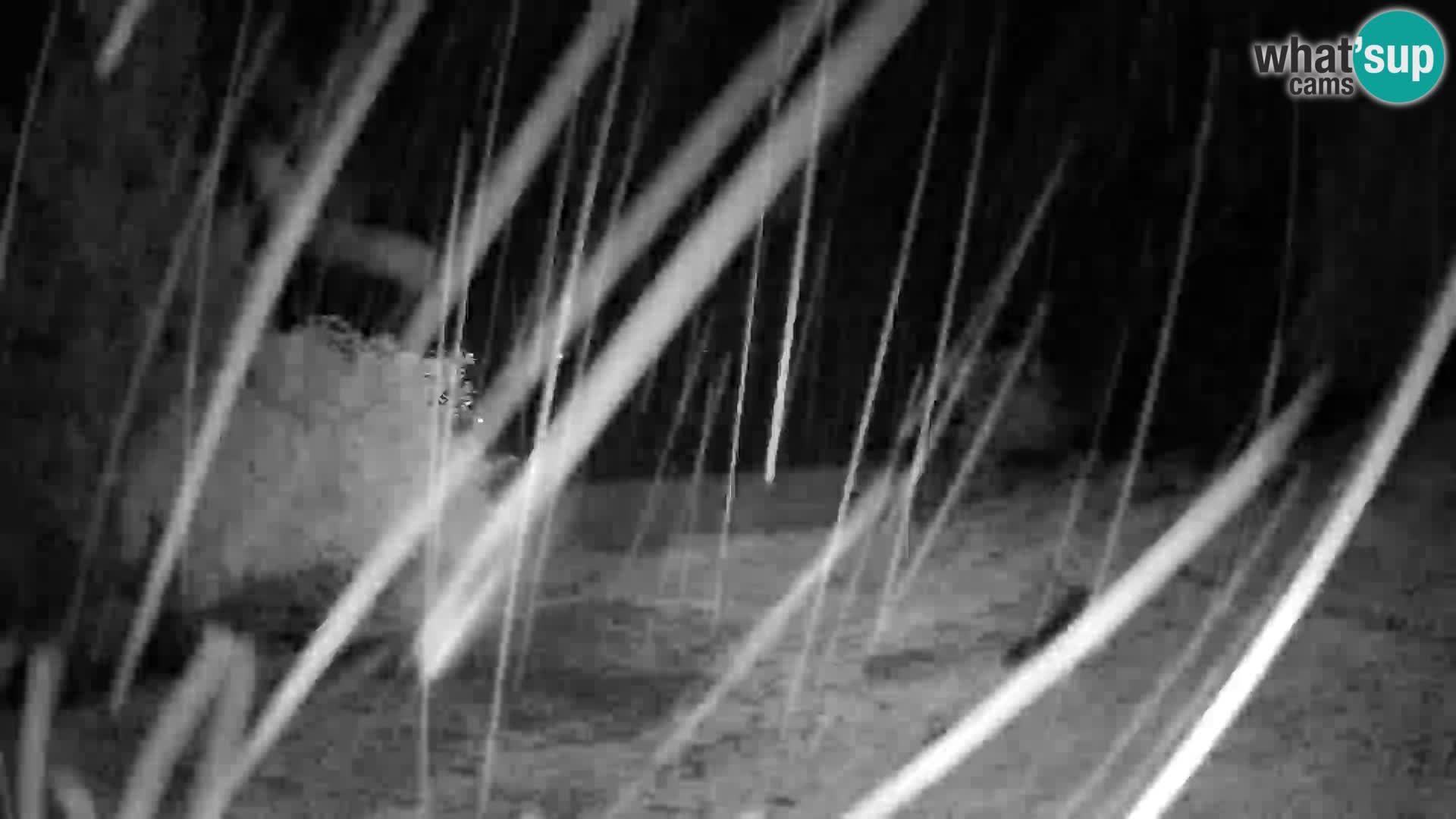 Slajka camera en vivo | Gorenja Vas | Eslovenia