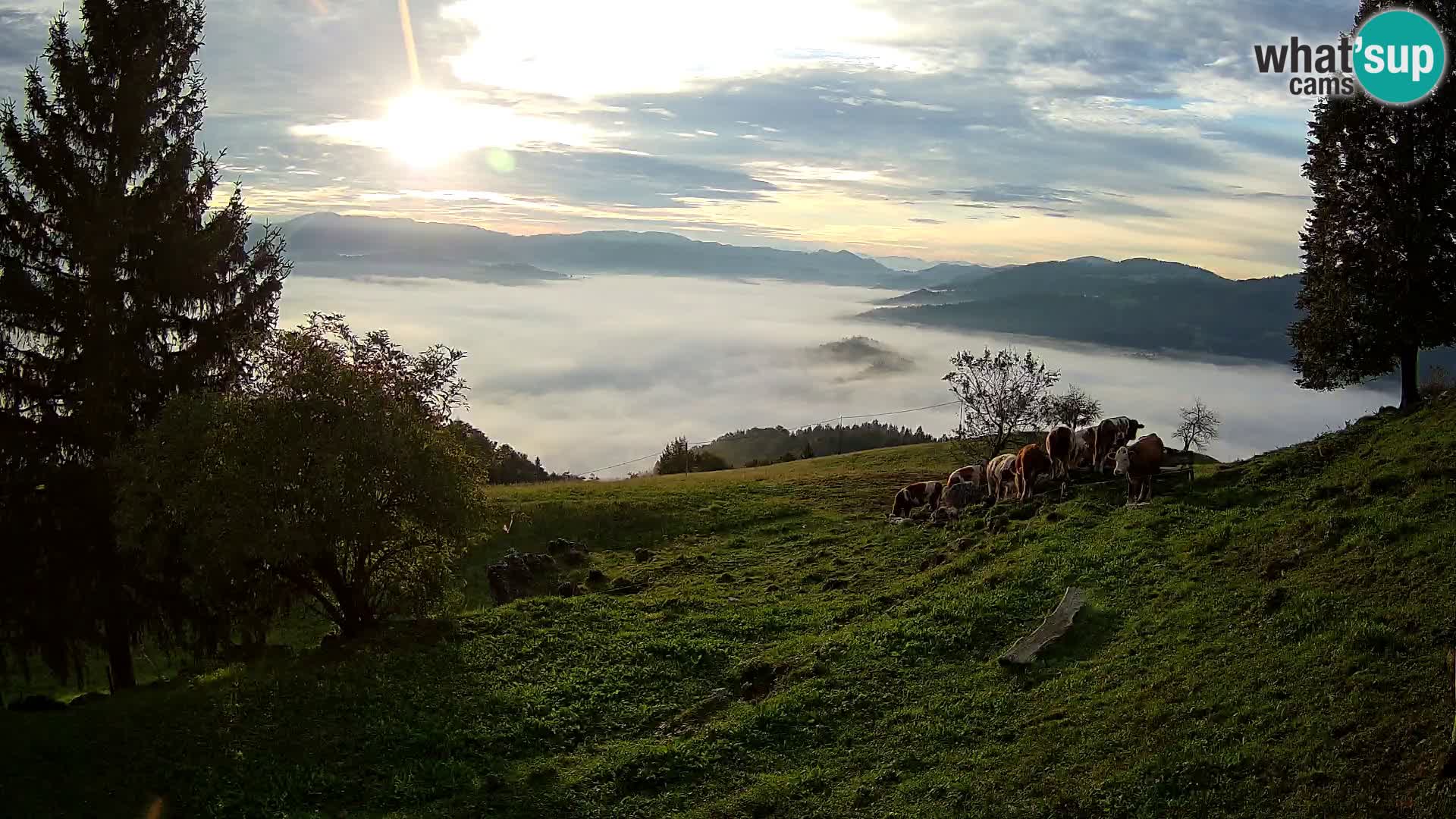Slajka camera en vivo | Gorenja Vas | Eslovenia
