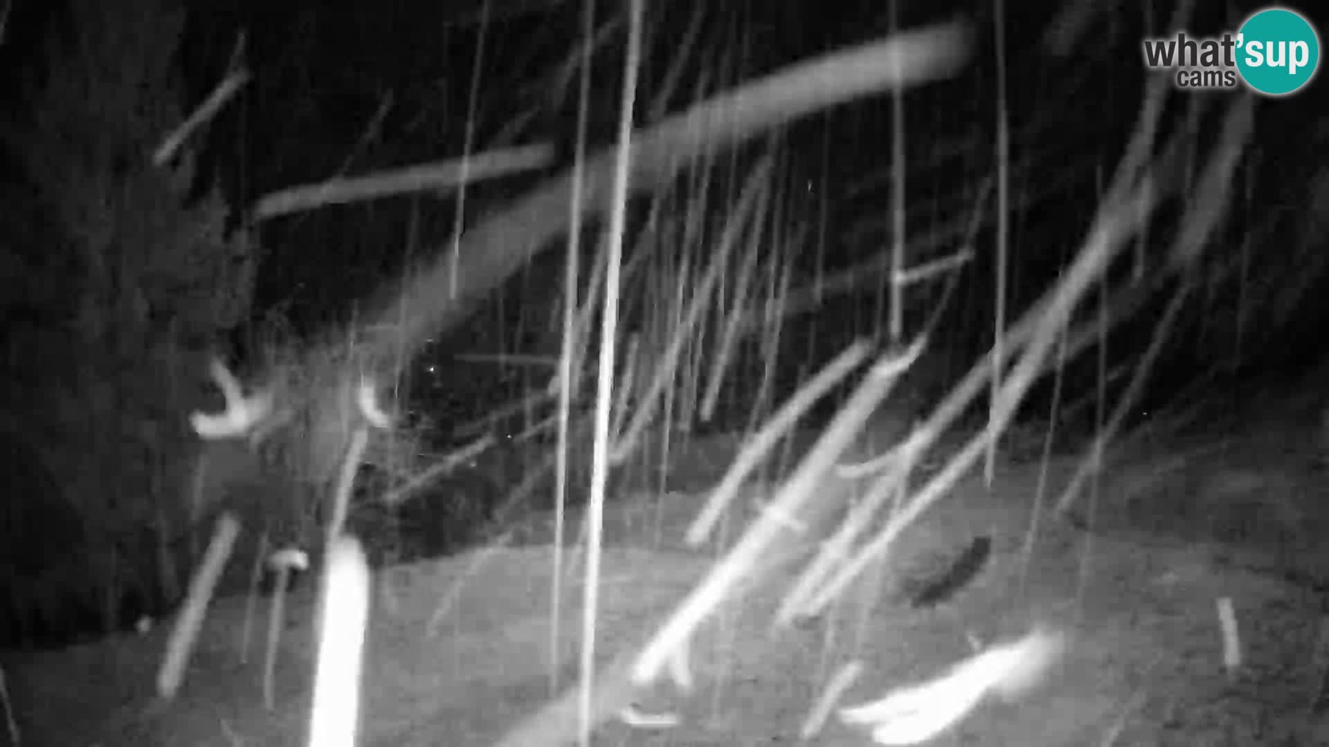 Slajka livecam | Gorenja Vas | Slovénie