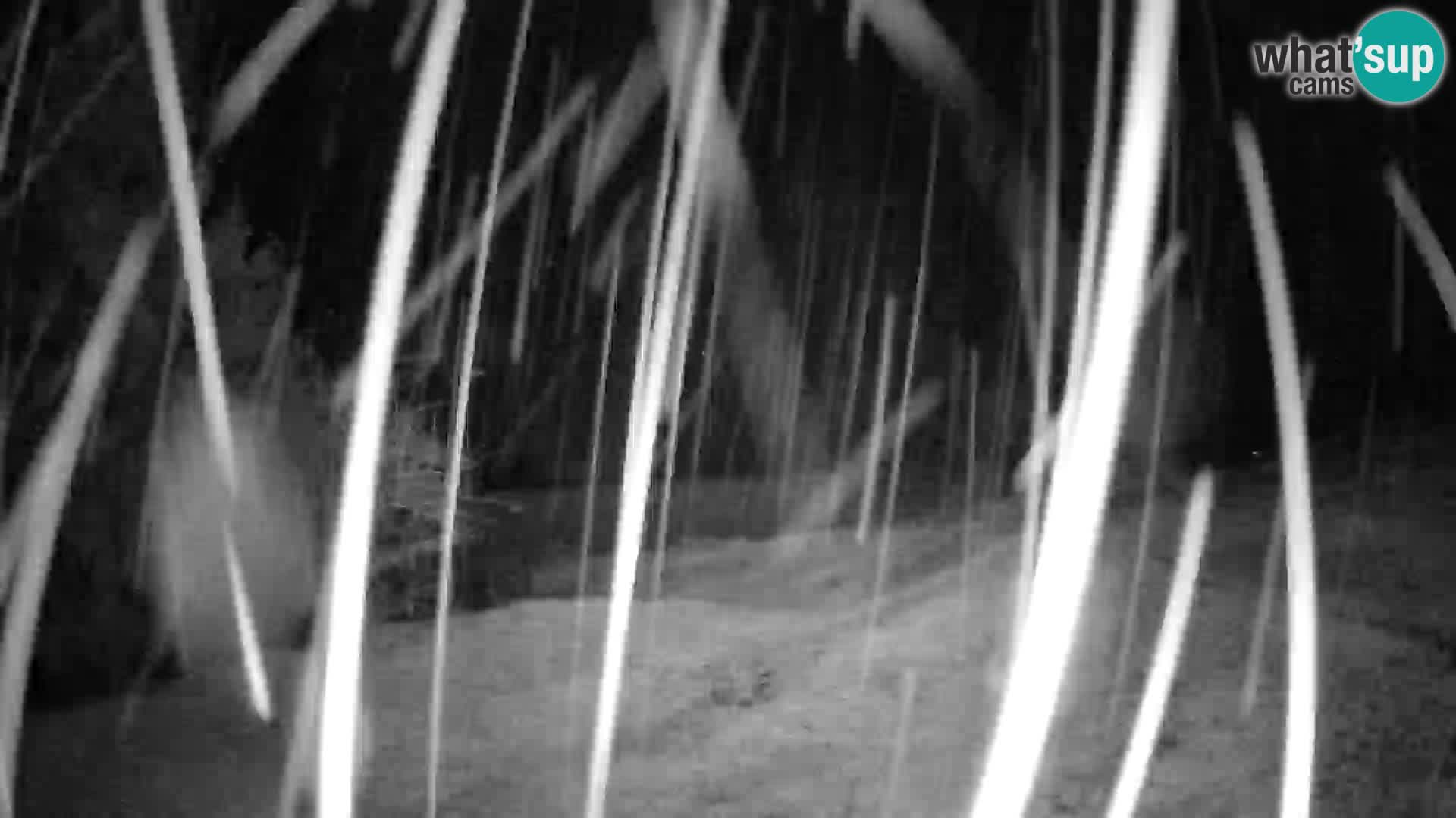 Slajka livecam | Gorenja Vas | Slovénie