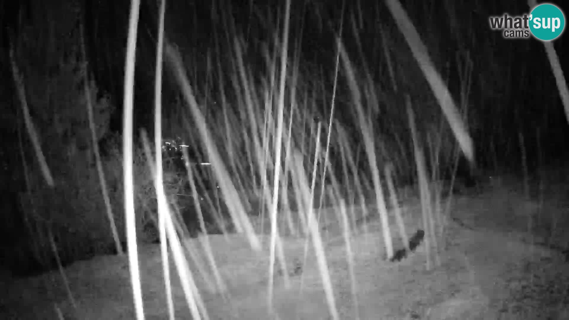 Slajka webam | Gorenja vas | Slovenia