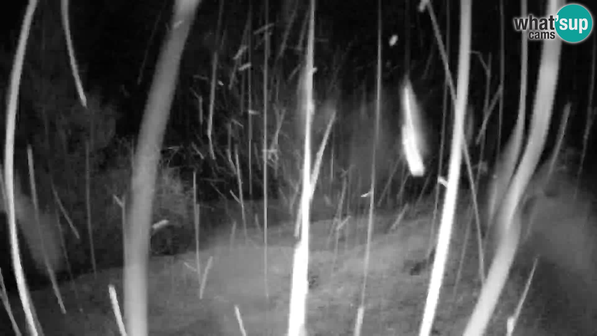 Slajka camera en vivo | Gorenja Vas | Eslovenia