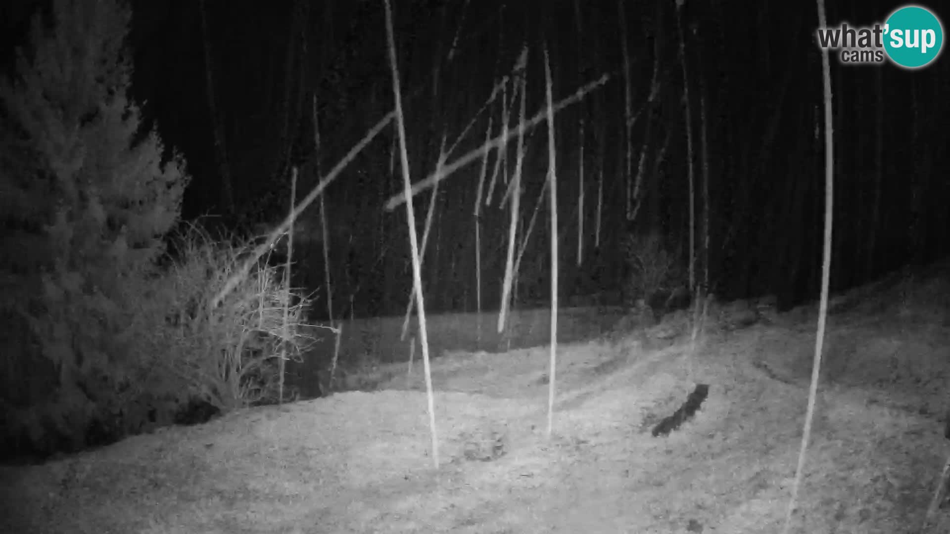 Slajka camera en vivo | Gorenja Vas | Eslovenia