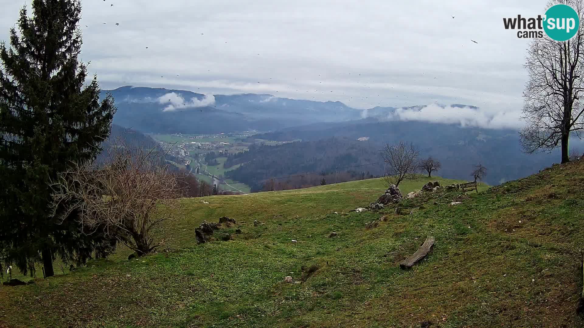 Slajka livecam | Gorenja Vas | Slovénie