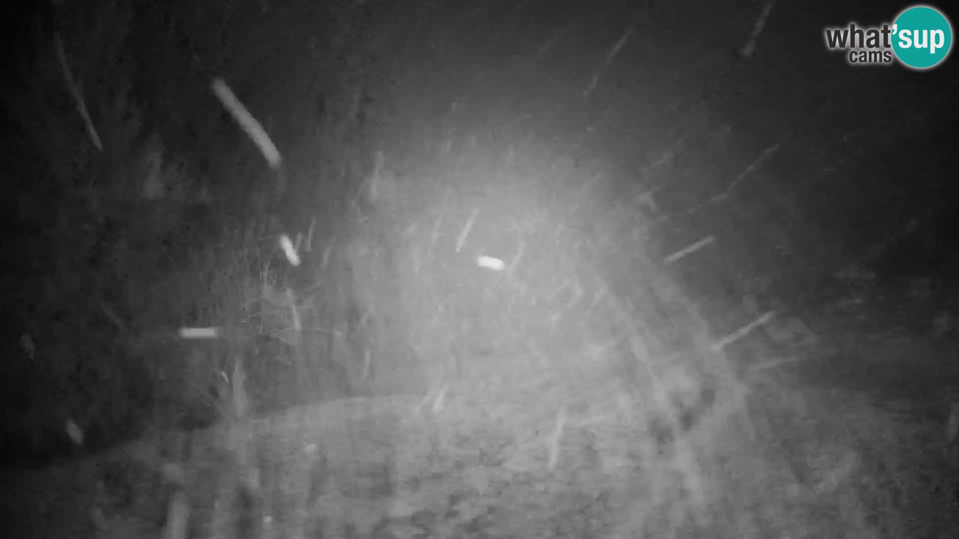 Slajka camera en vivo | Gorenja Vas | Eslovenia