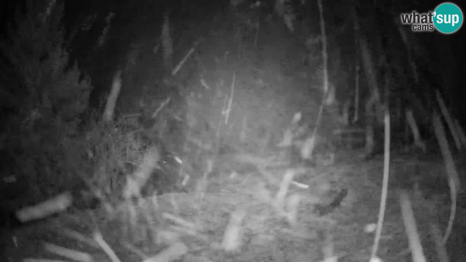 Slajka livecam | Gorenja Vas | Slovénie