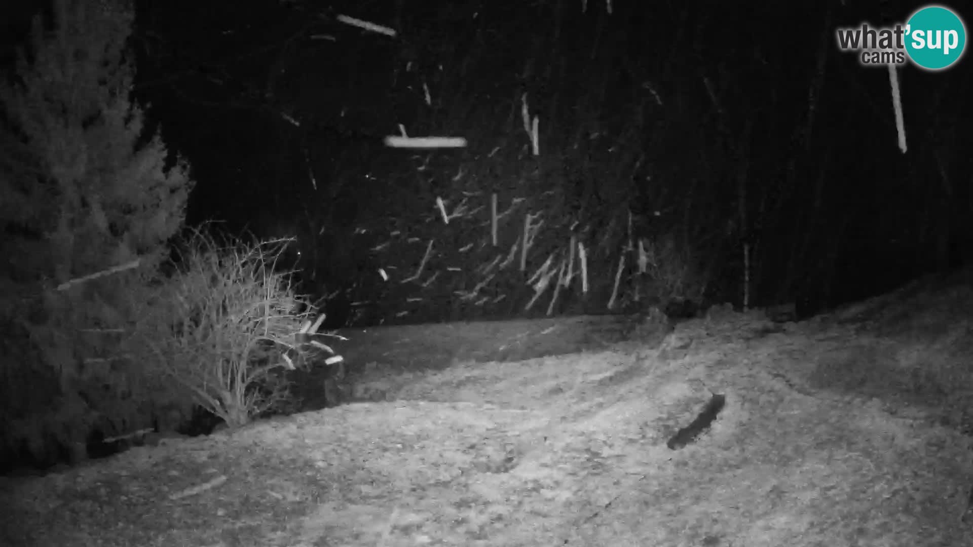 Slajka livecam | Gorenja Vas | Slovénie