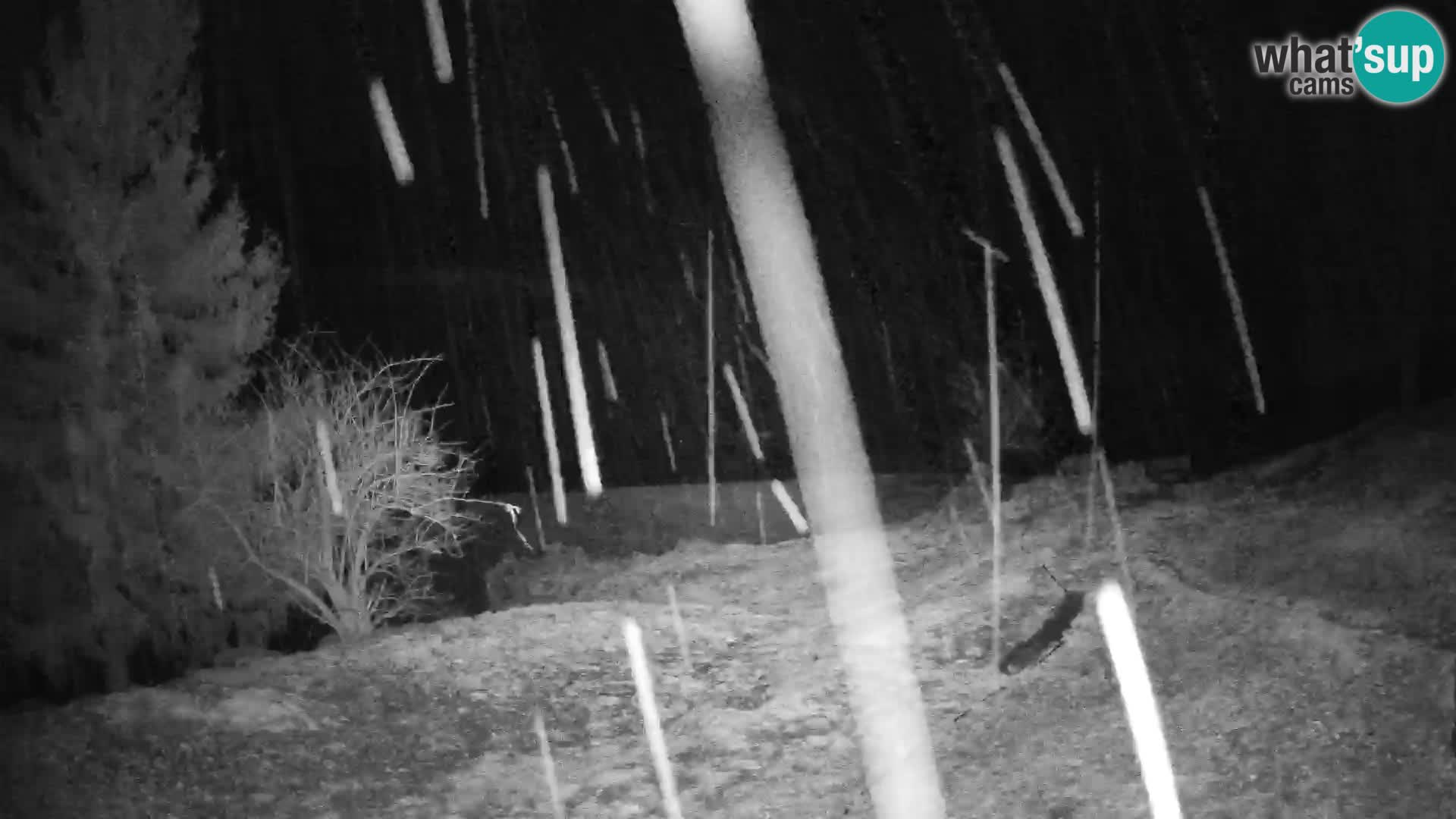 Slajka livecam | Gorenja Vas | Slovénie