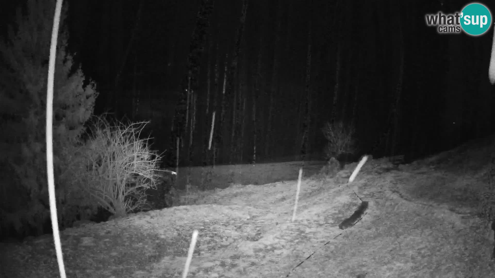 Slajka livecam | Gorenja Vas | Slovénie