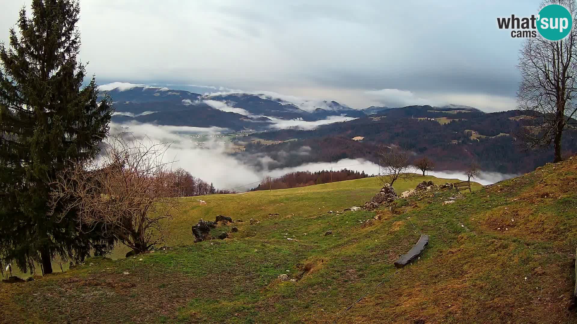 Slajka livecam | Gorenja Vas | Slovénie