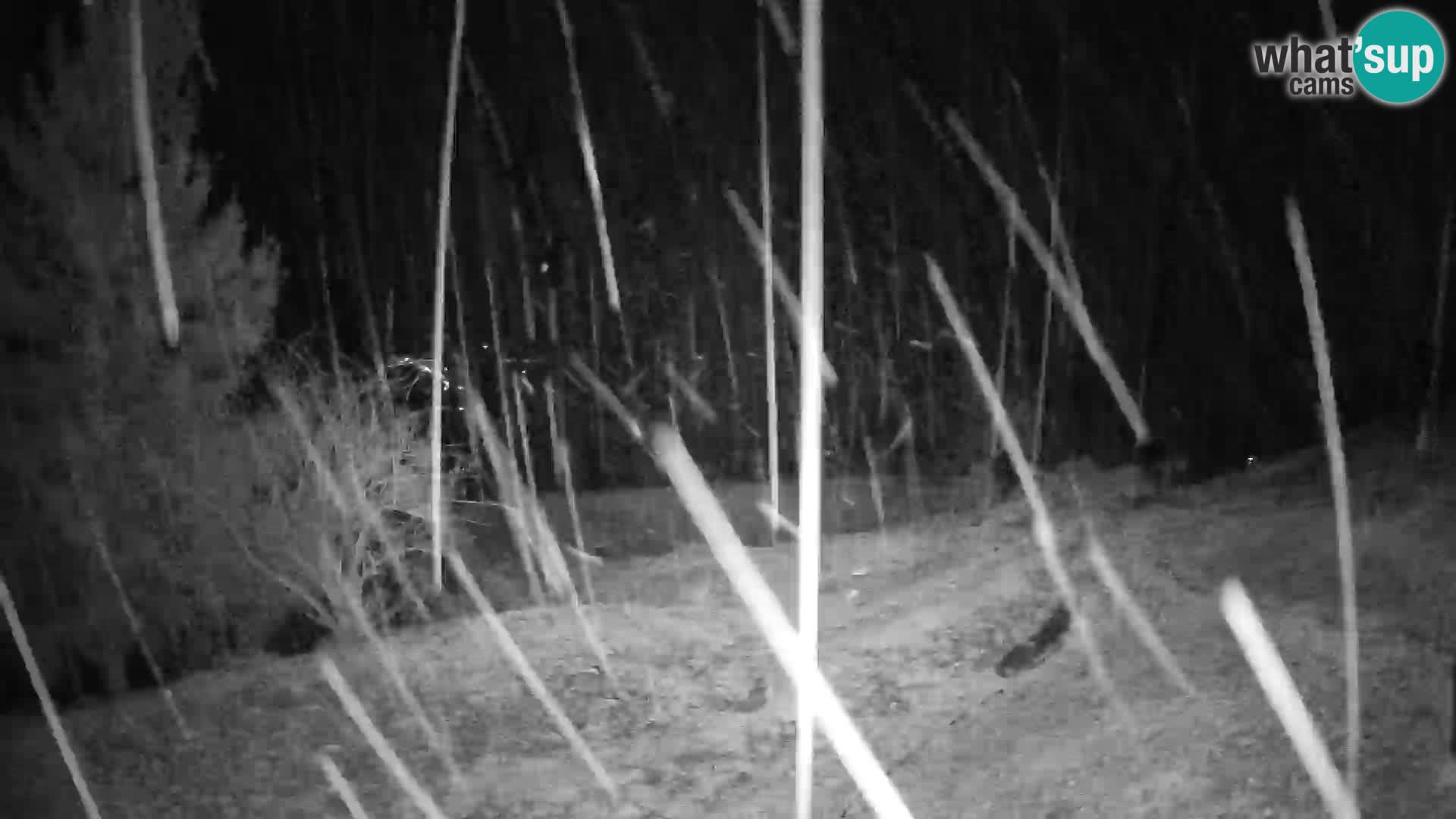 Slajka webam | Gorenja vas | Slovenia