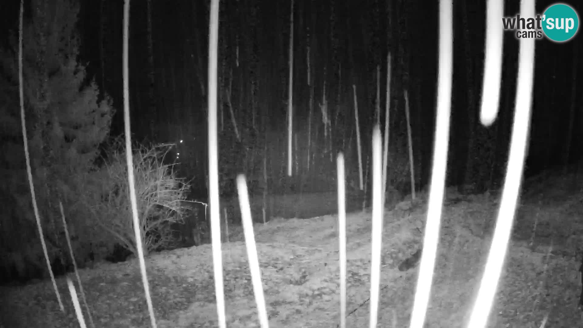 Slajka livecam | Gorenja Vas | Slovénie