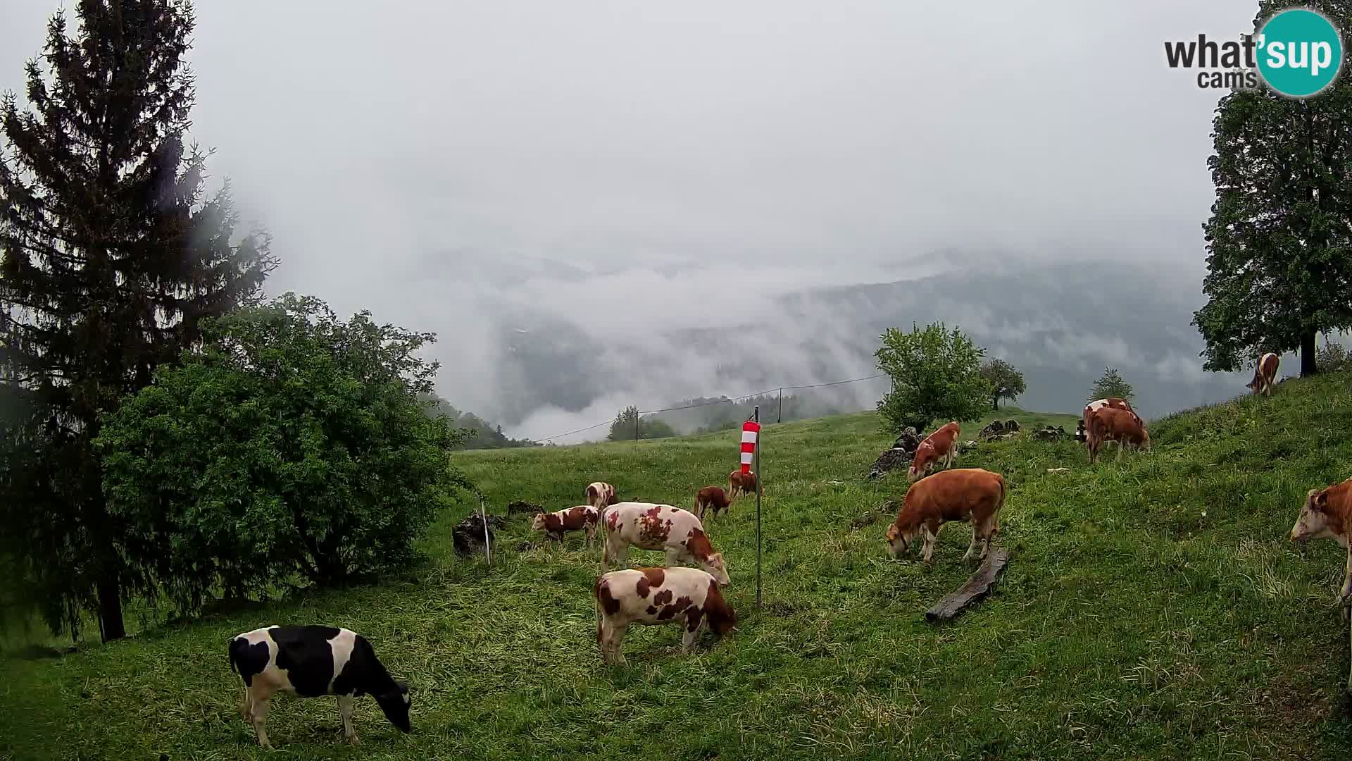 Slajka webam | Gorenja vas | Slovenia