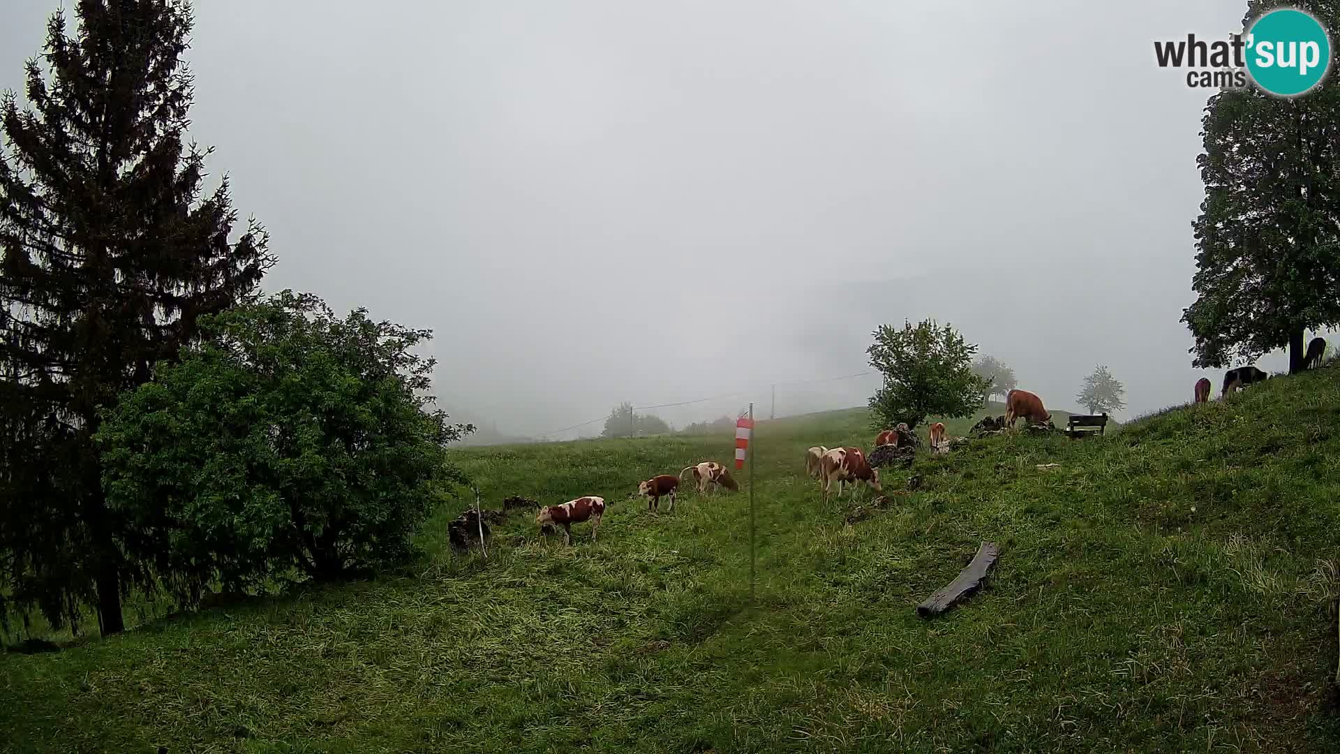 Slajka camera en vivo | Gorenja Vas | Eslovenia