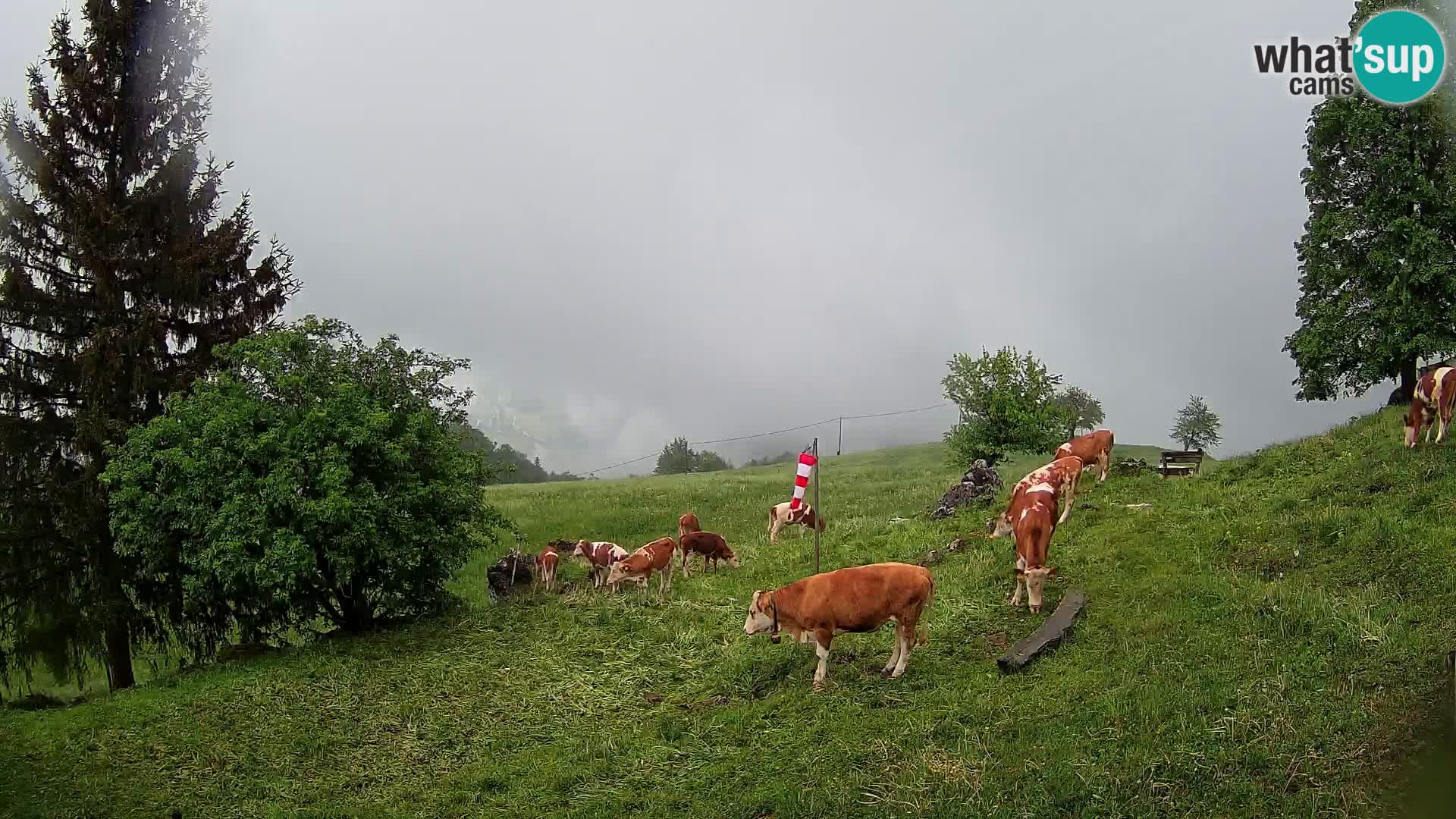 Slajka webam | Gorenja vas | Slovenia