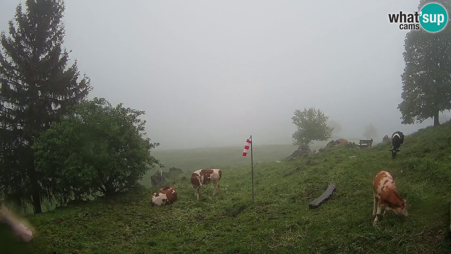 Slajka livecam | Gorenja Vas | Slovénie