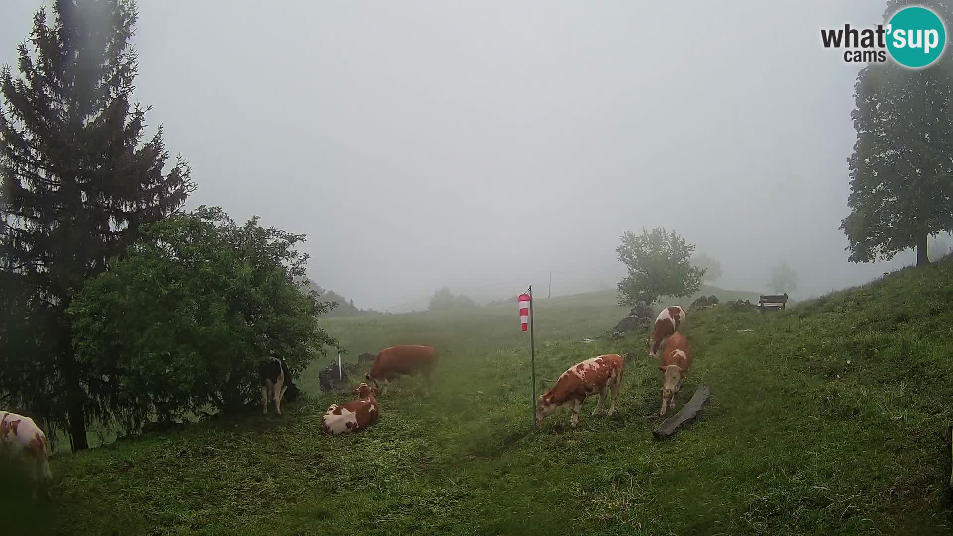Slajka webam | Gorenja vas | Slovenia