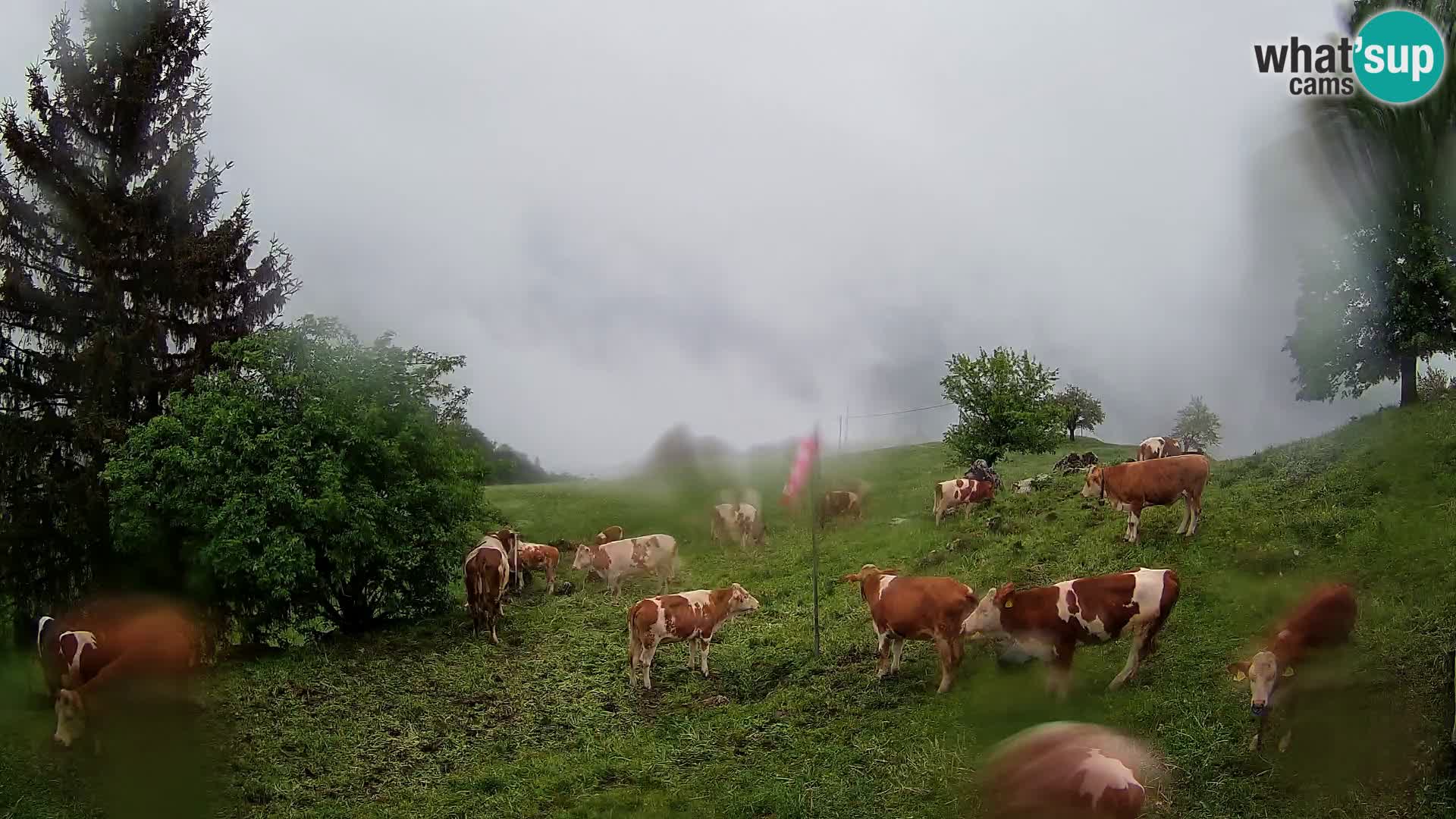 Slajka webam | Gorenja vas | Slovenia