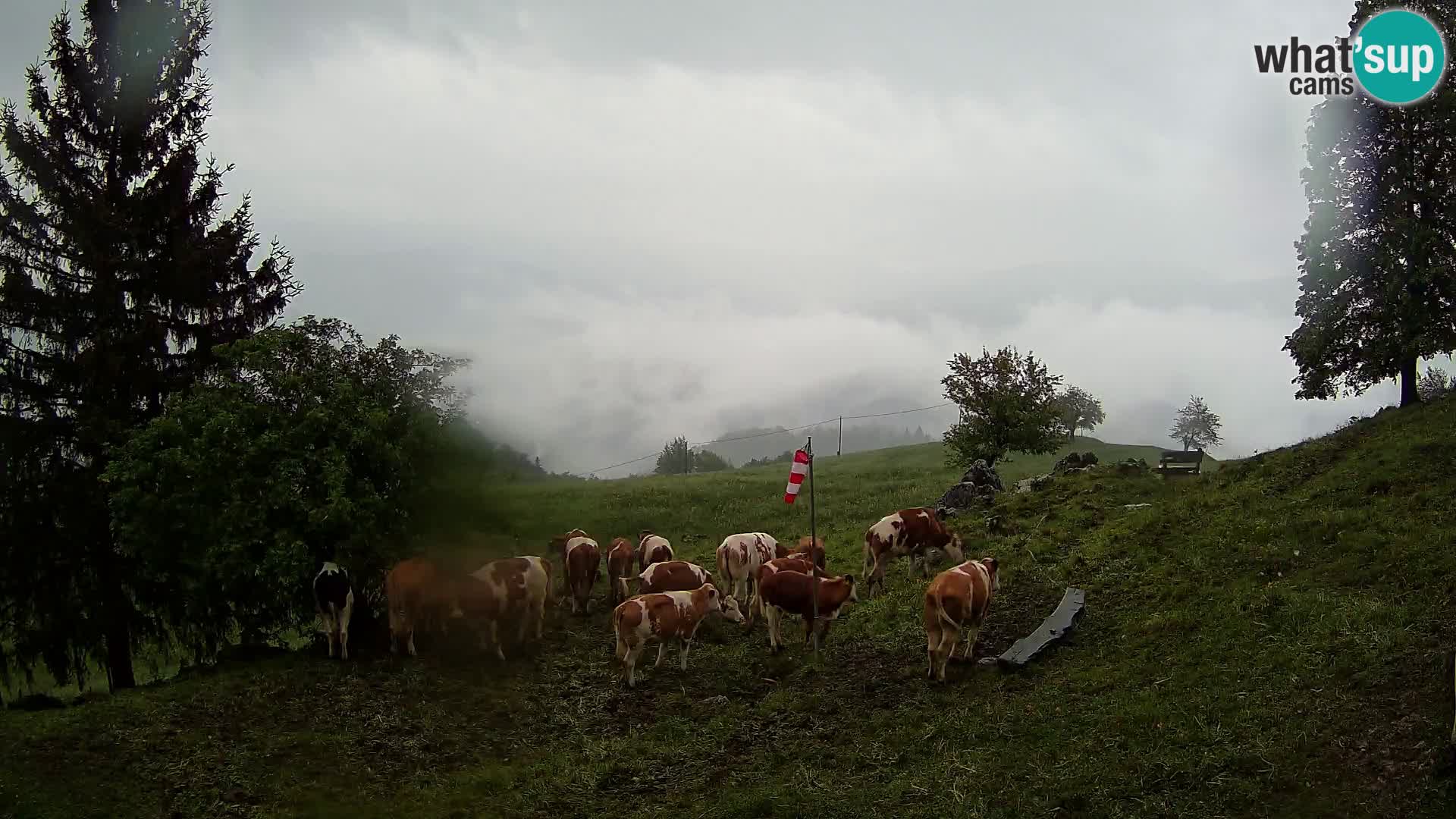 Slajka camera en vivo | Gorenja Vas | Eslovenia