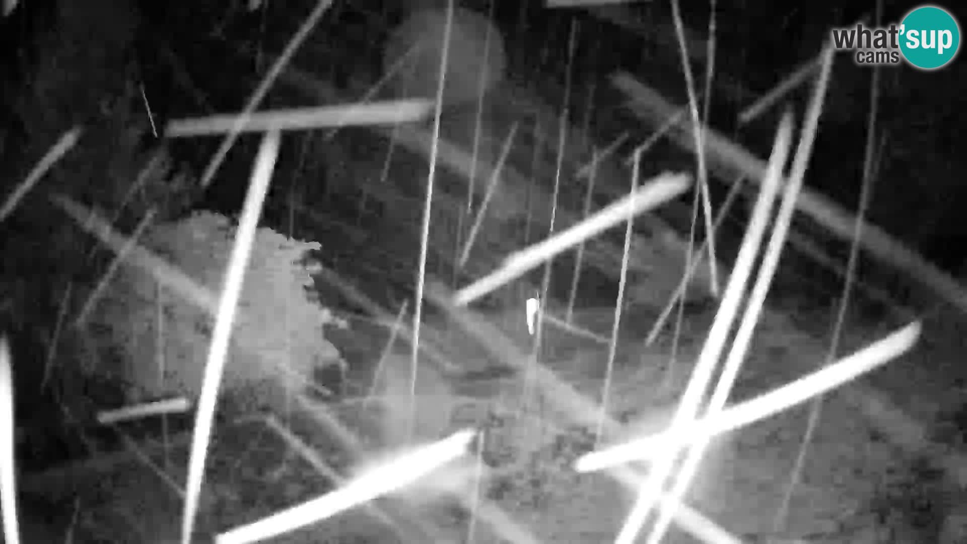 Slajka livecam | Gorenja Vas | Slovénie