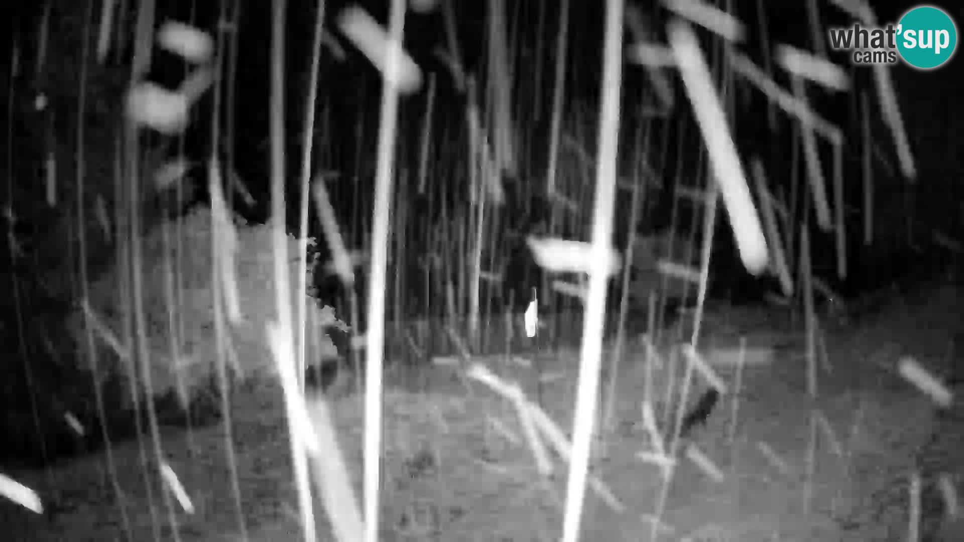 Slajka camera en vivo | Gorenja Vas | Eslovenia