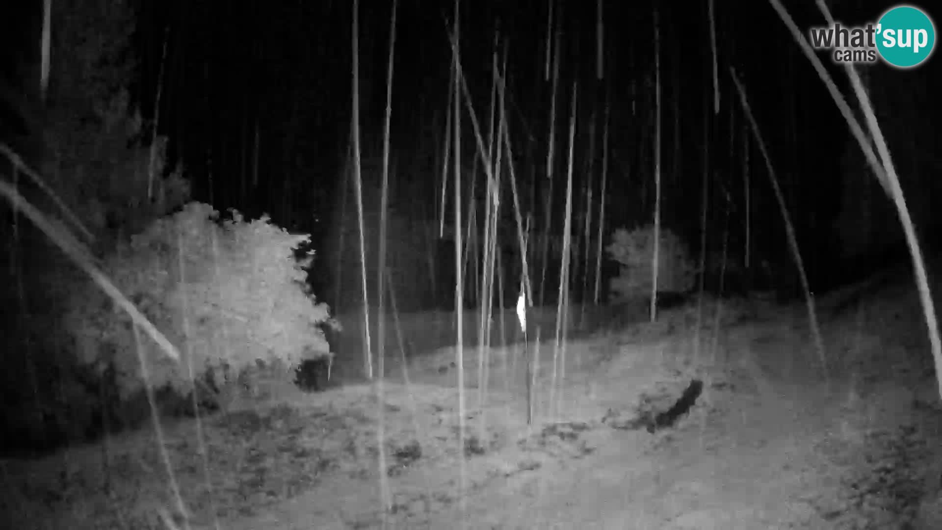Slajka livecam | Gorenja Vas | Slovénie