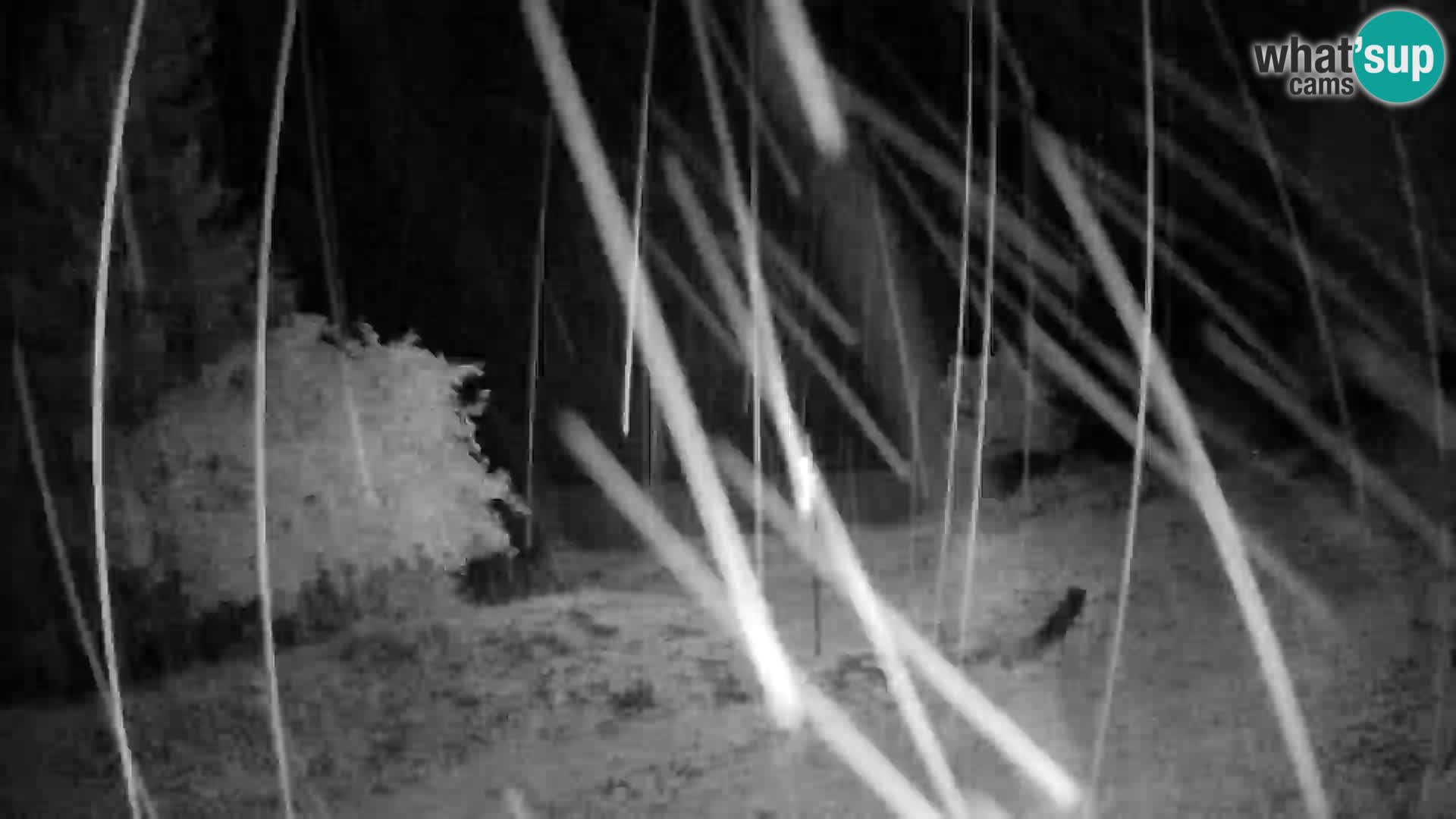 Slajka livecam | Gorenja Vas | Slovénie
