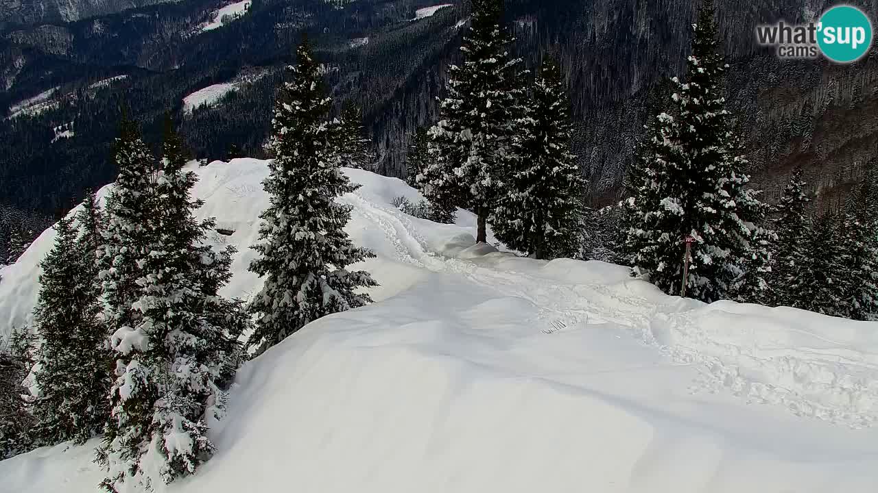 Webcam Koča na Golici (1582 m) – Slovenia