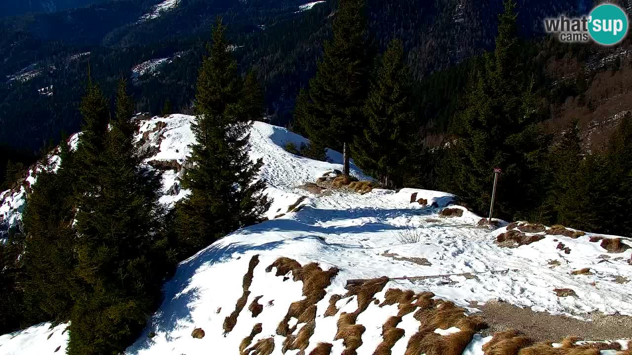 Webcam Koča na Golici (1582 m) – Slovenia