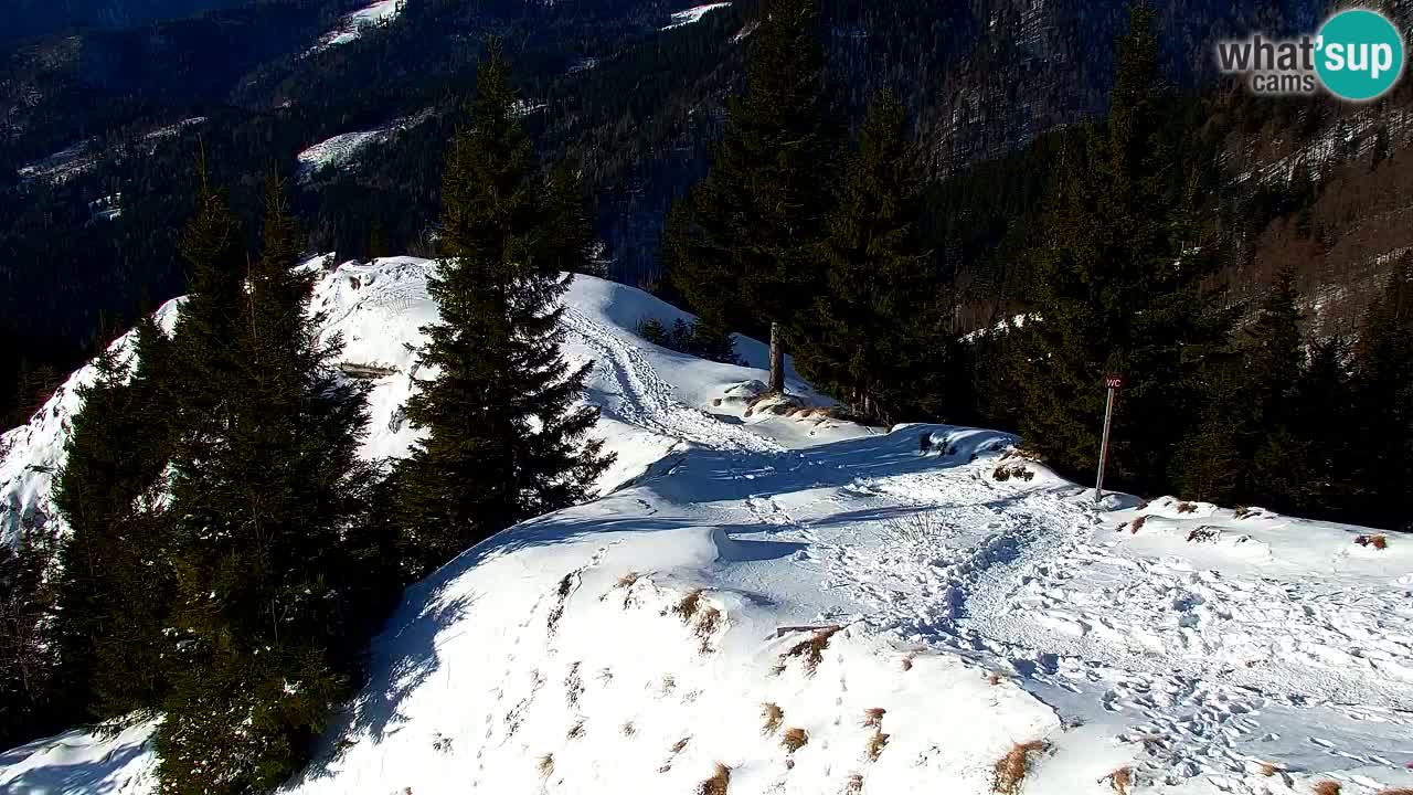 Webcam Koča na Golici (1582 m) – Slovenia