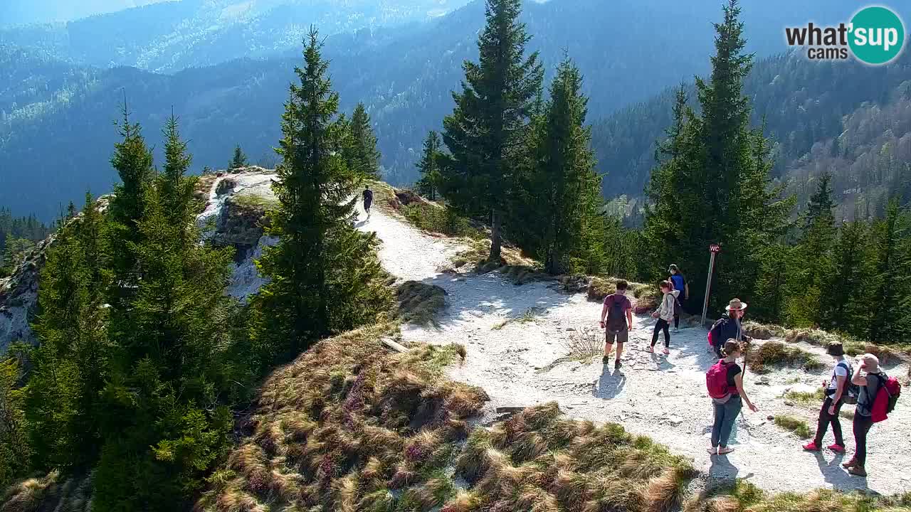Webcam Koča na Golici (1582 m) – Slovenia