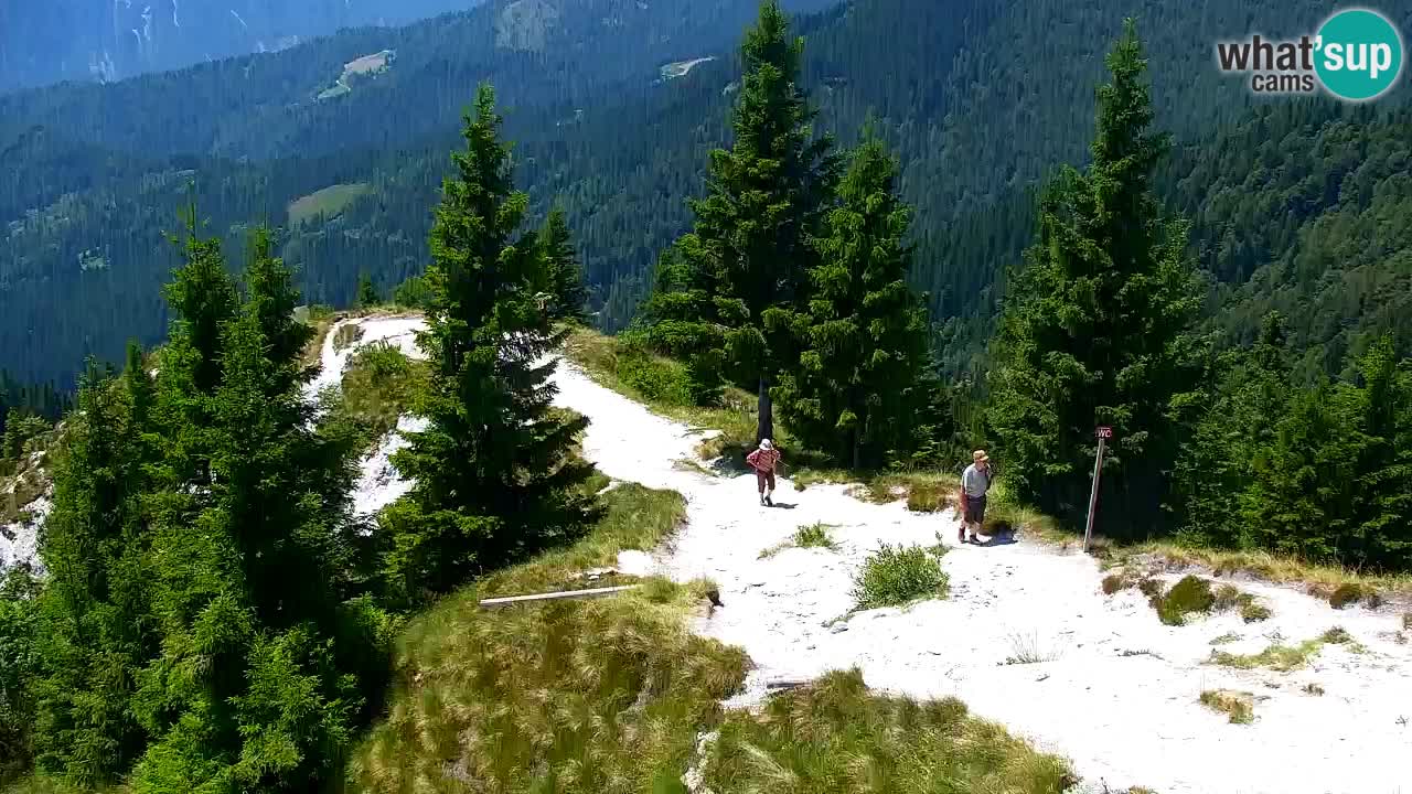 Webcam Koča na Golici (1582 m) – Slovenia
