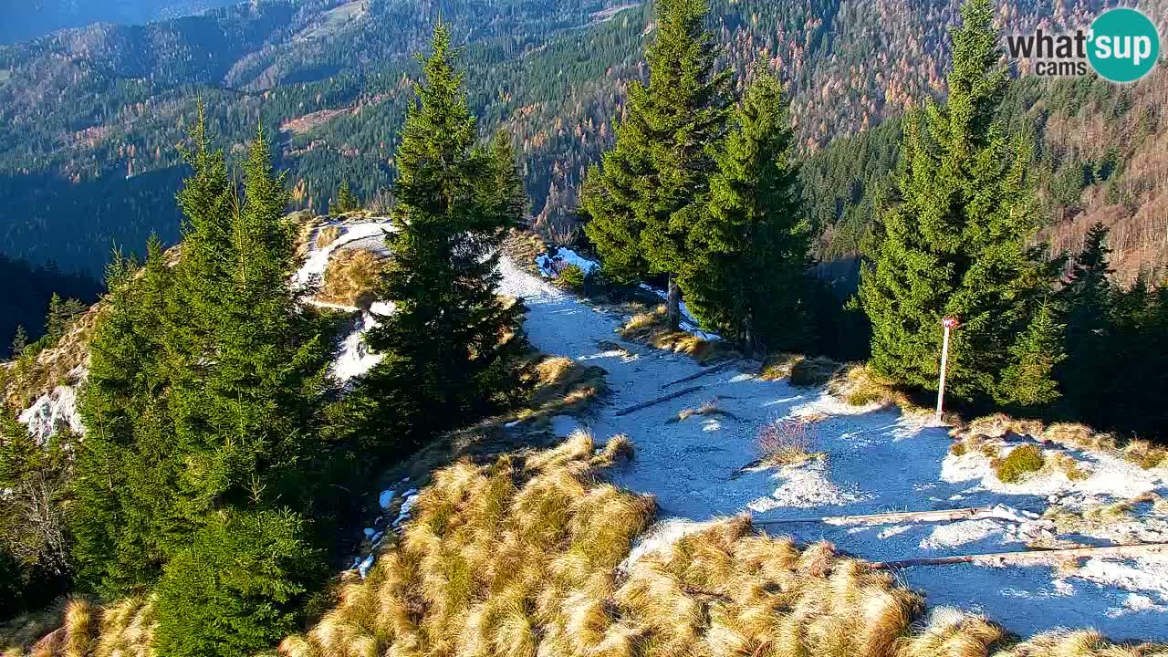 Webcam Koča na Golici (1582 m) – Slovenia