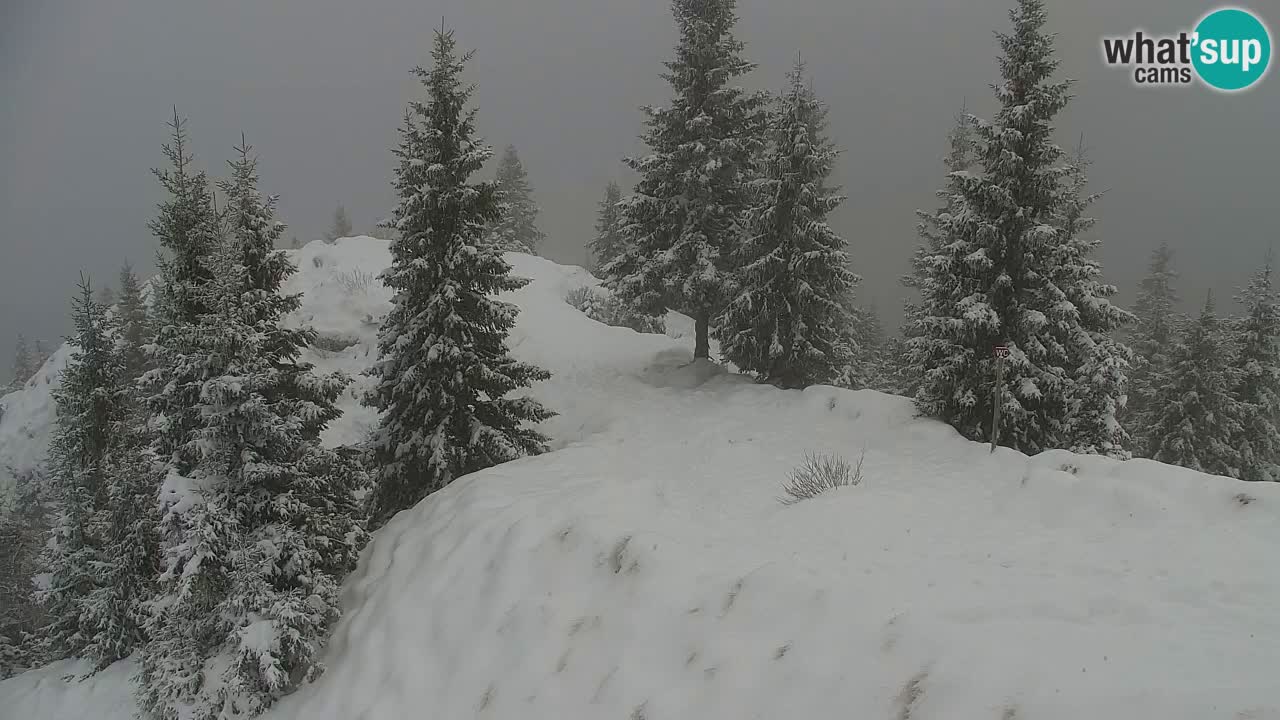 Webcam Koča na Golici (1582 m) – Slovenia