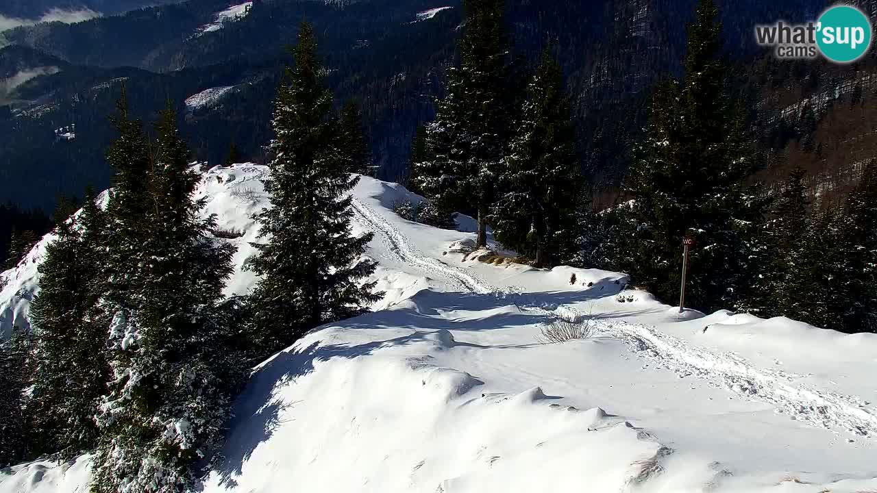 Webcam Koča na Golici (1582 m) – Slovenia