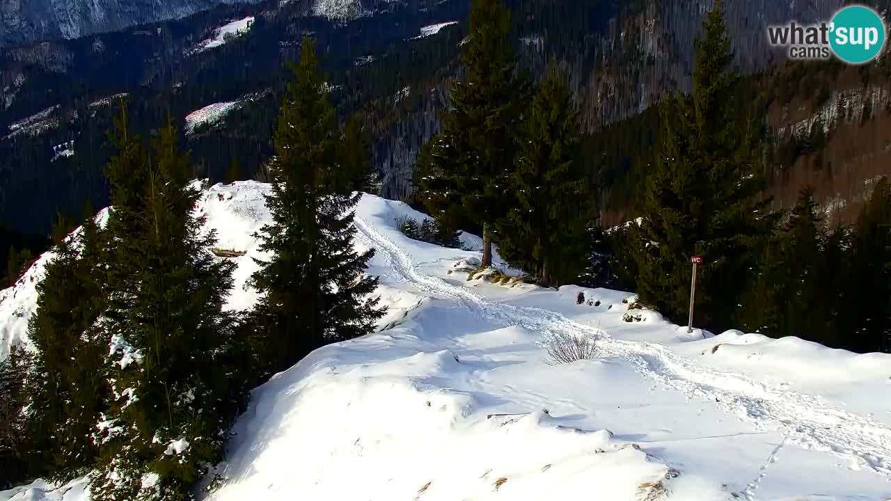 Webcam Koča na Golici (1582 m) – Slovenia