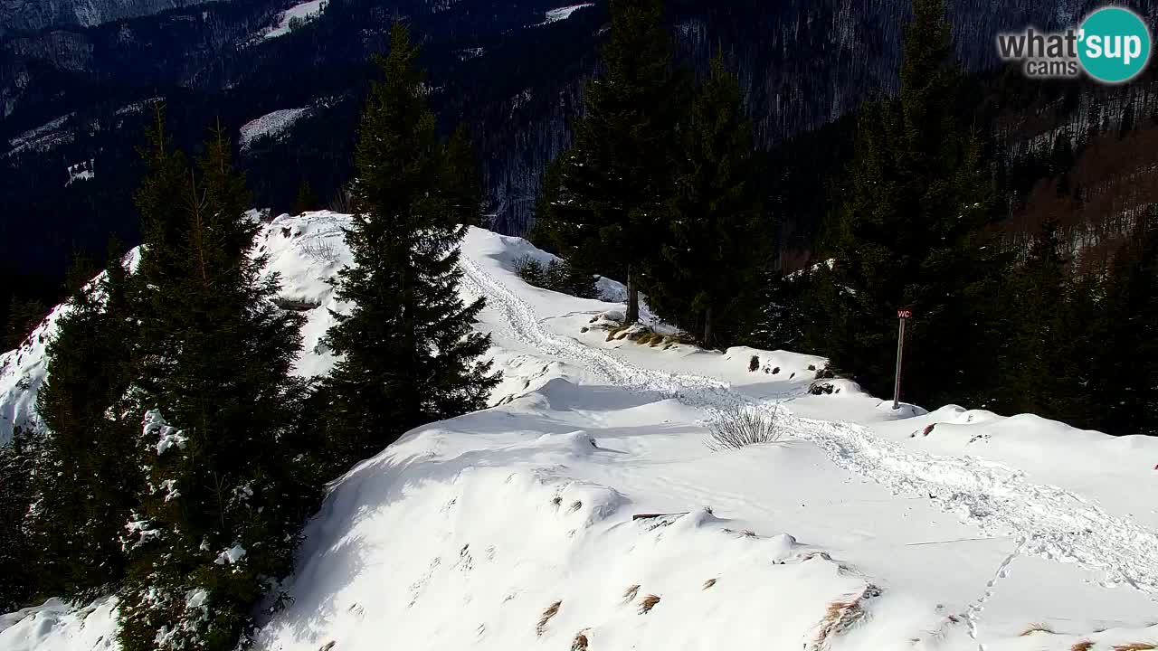 Koča na Golici Webcam (1582 m) – Slowenien