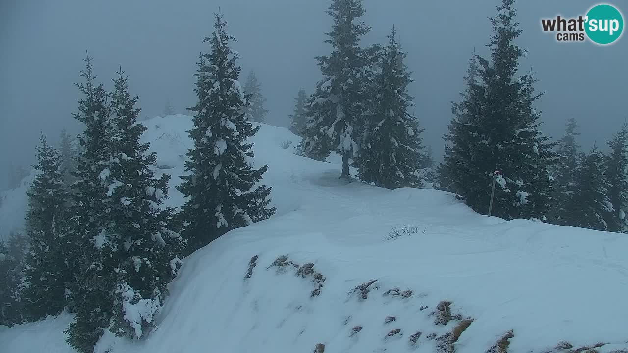 Webcam Koča na Golici (1582 m) – Slovenia