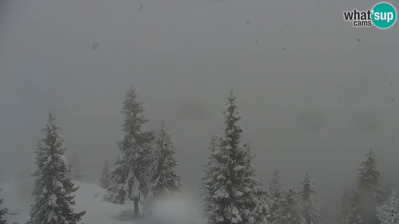 Webcam Koča na Golici (1582 m) – Slovenia