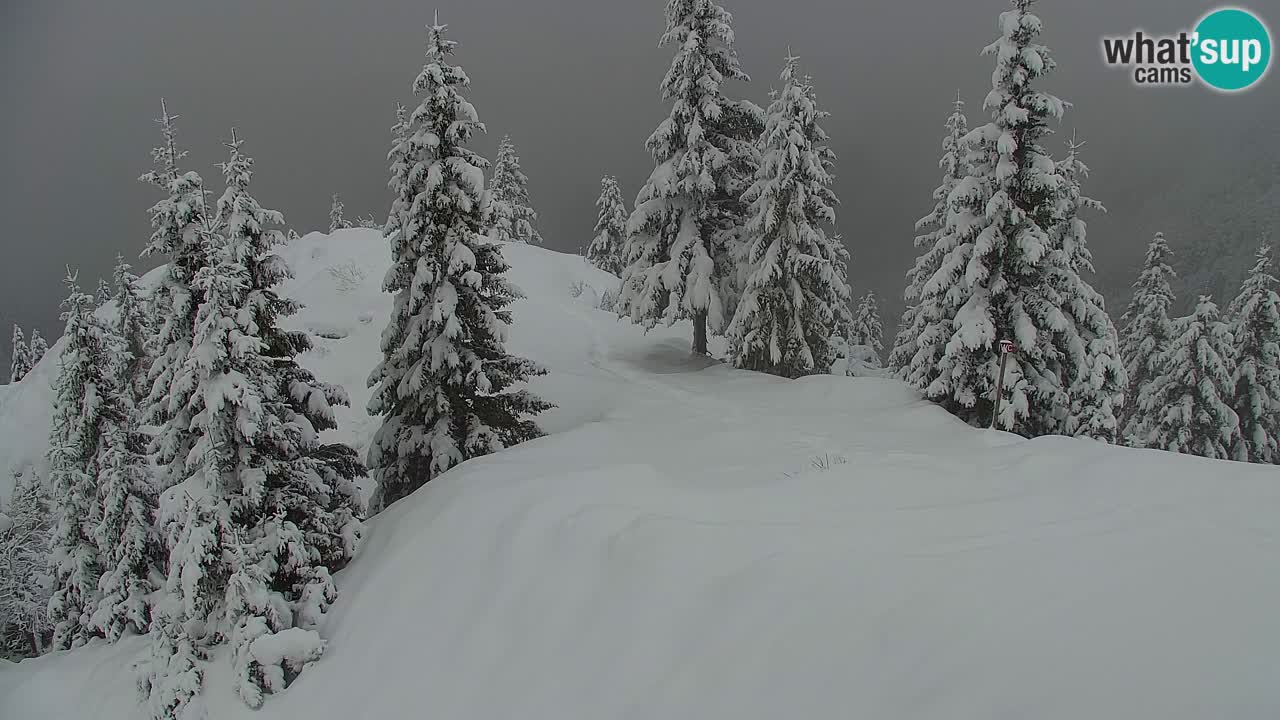 Koča na Golici Webcam (1582 m) – Slowenien