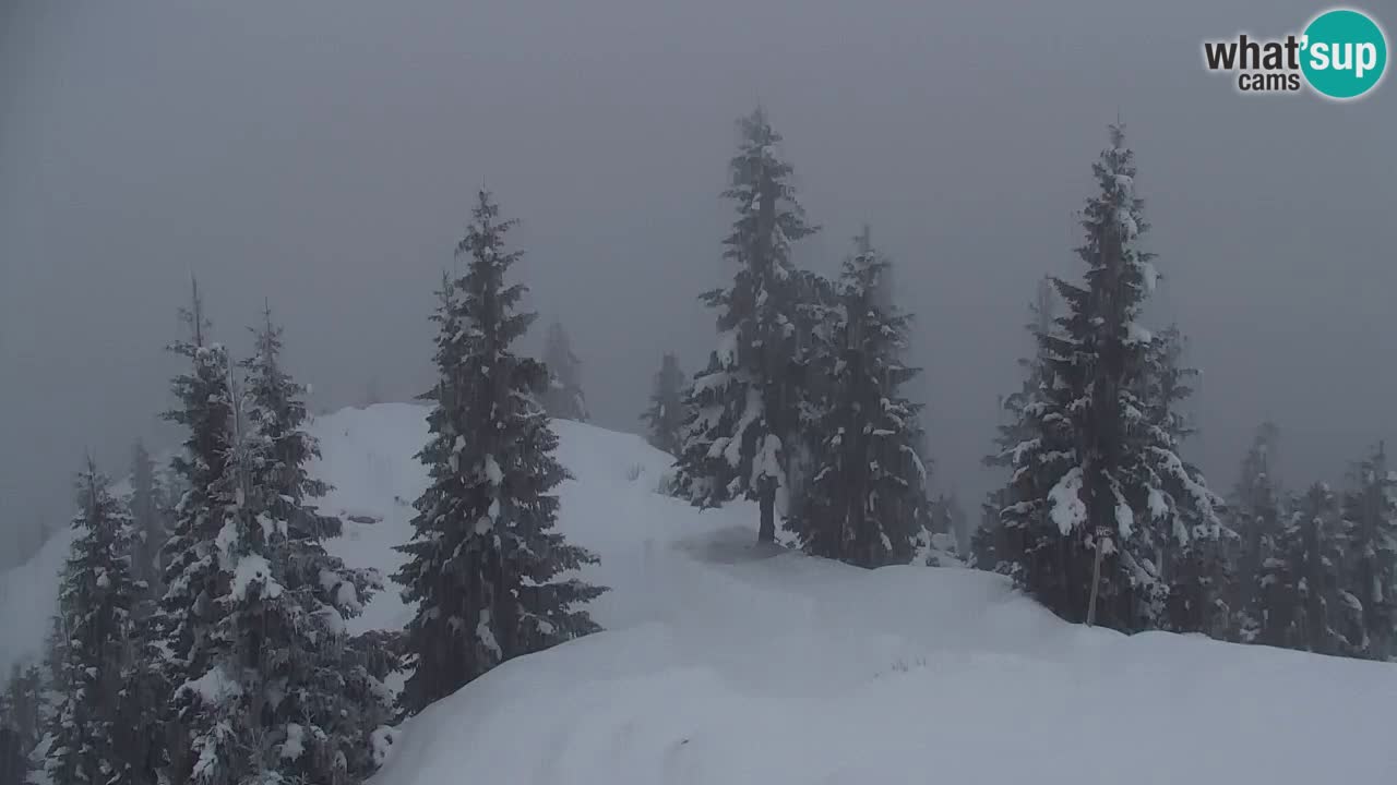 Web kamera Koča na Golici (1582 m) – Slovenija