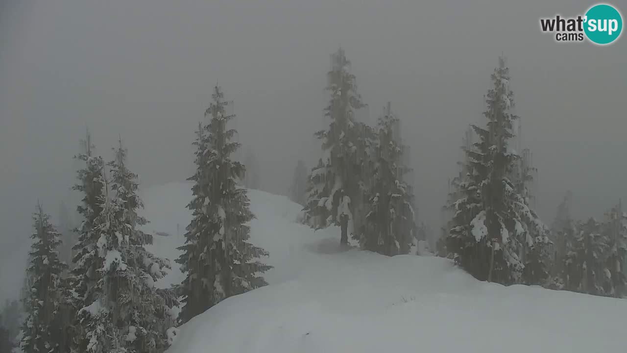 Webcam Koča na Golici (1582 m) – Slovenia