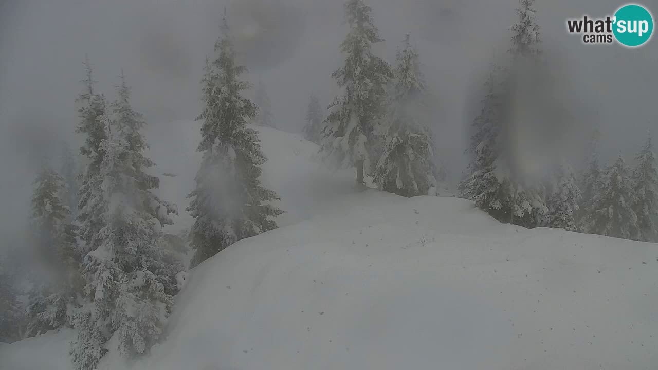 Webcam Koča na Golici (1582 m) – Slovenia