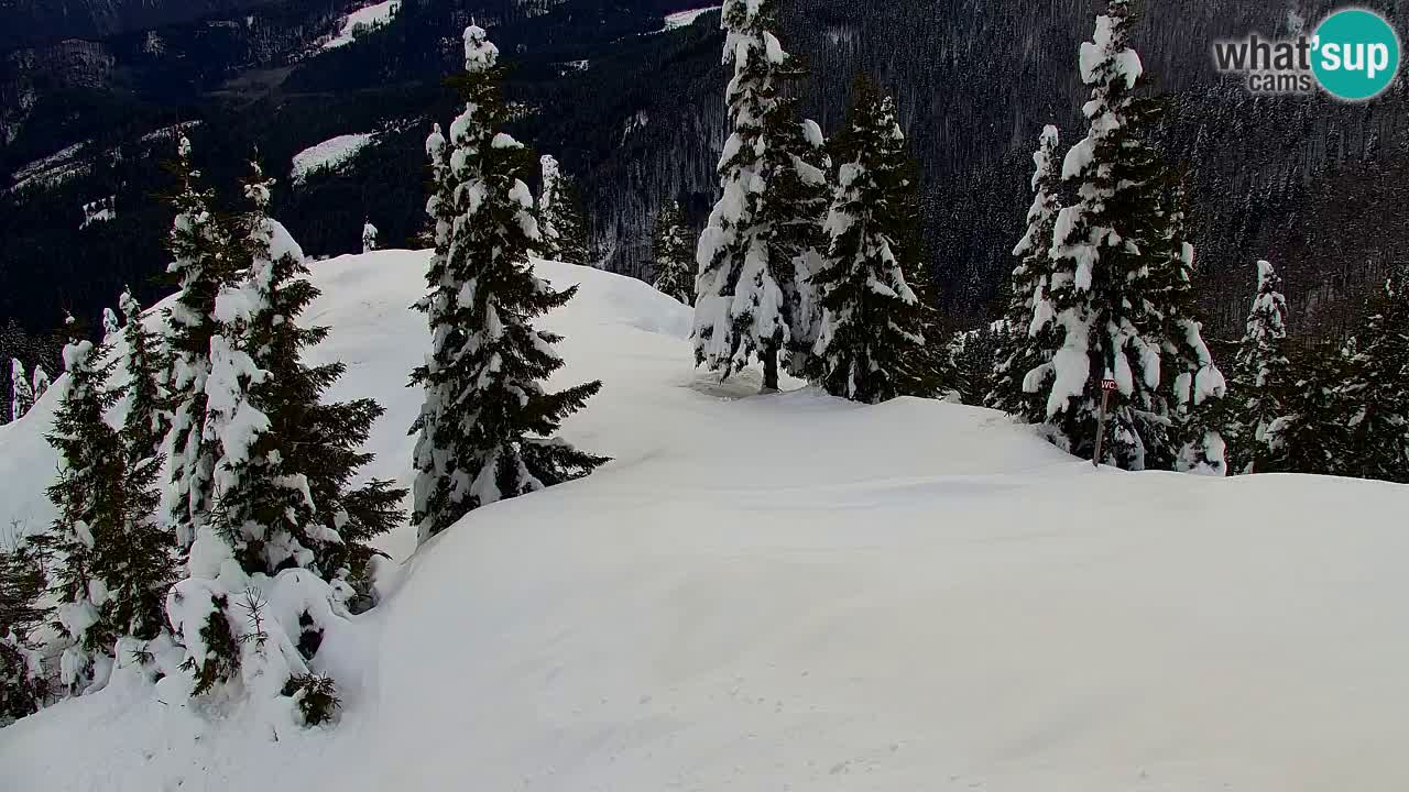 Koča na Golici Webcam (1582 m) – Slowenien