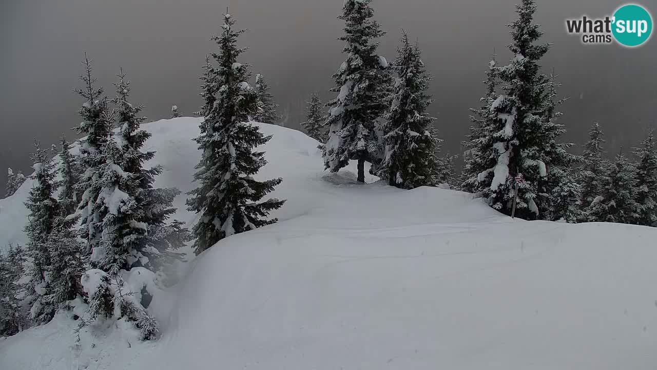 Web kamera Koča na Golici (1582 m) – Slovenija