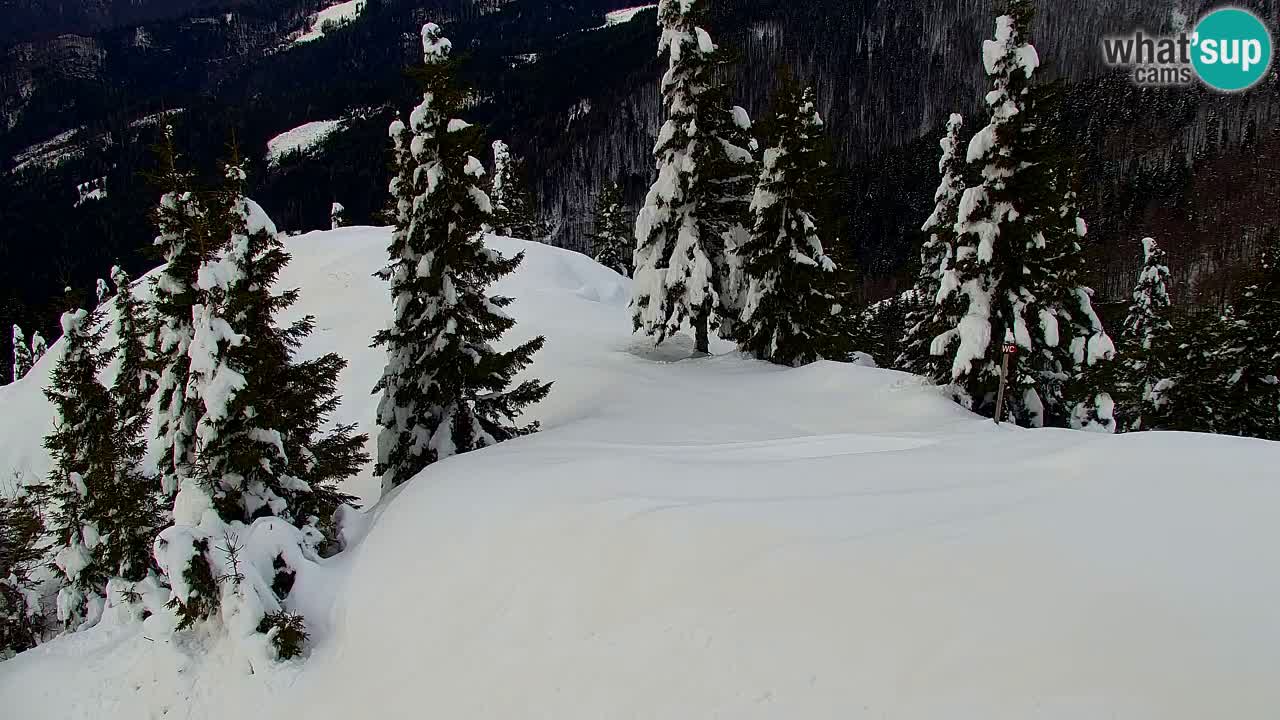 Webcam Koča na Golici (1582 m) – Slovenia