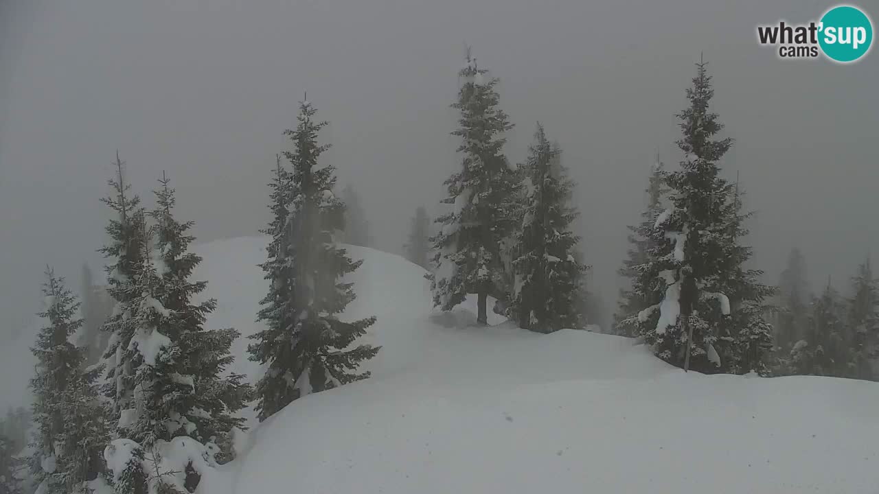 Webcam Koča na Golici (1582 m) – Slovenia